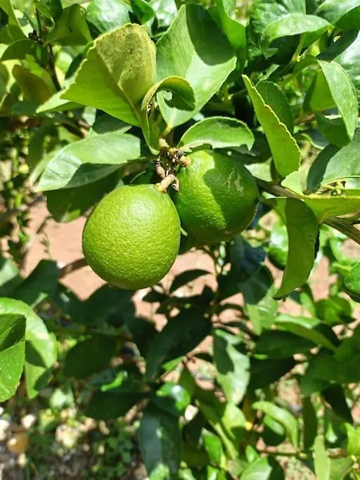 בית נופש Ojén Villa Maria, Mas Que Pernoctar