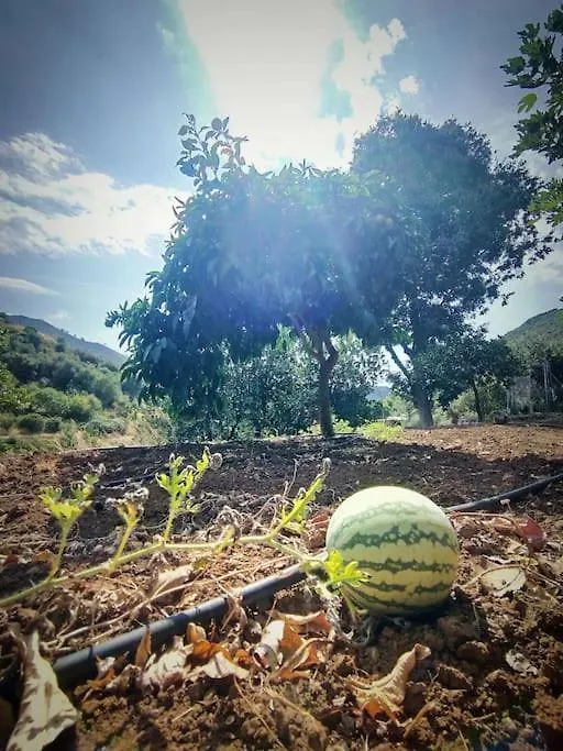 Ojén Villa Maria, Mas Que Pernoctar בית נופש